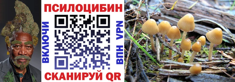 Купить где  Выборг  Галлюциногенные грибы Psilocybe 